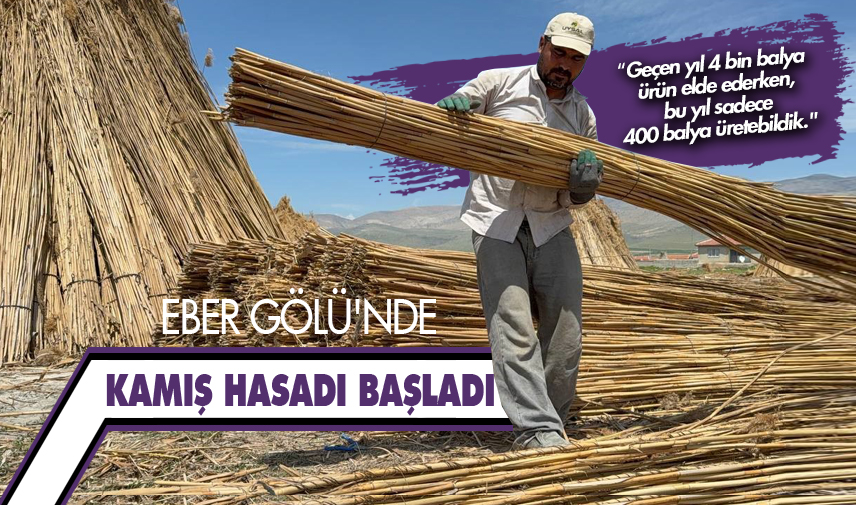 Eber Gölü'nde kamış hasadı başladı