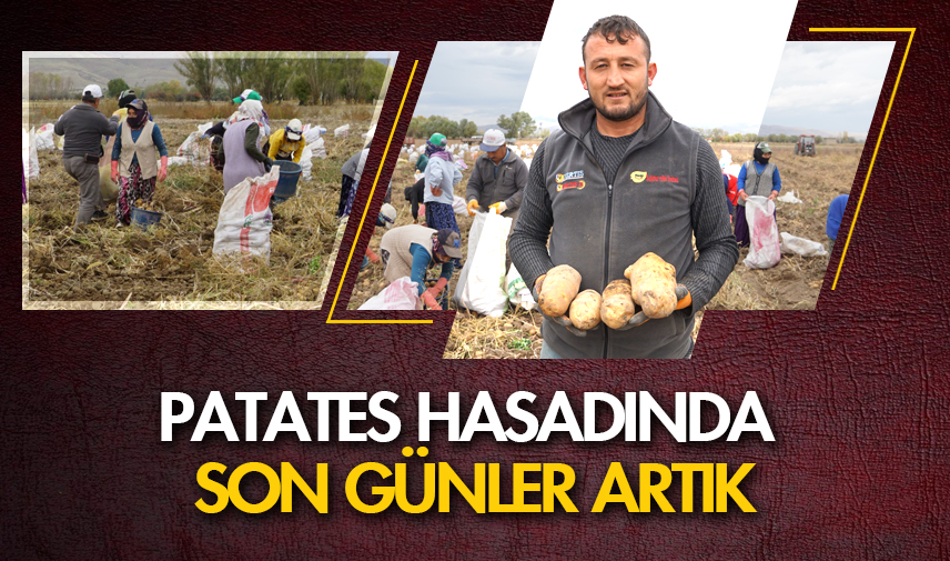 Şuhut’ta patates hasadında son günler